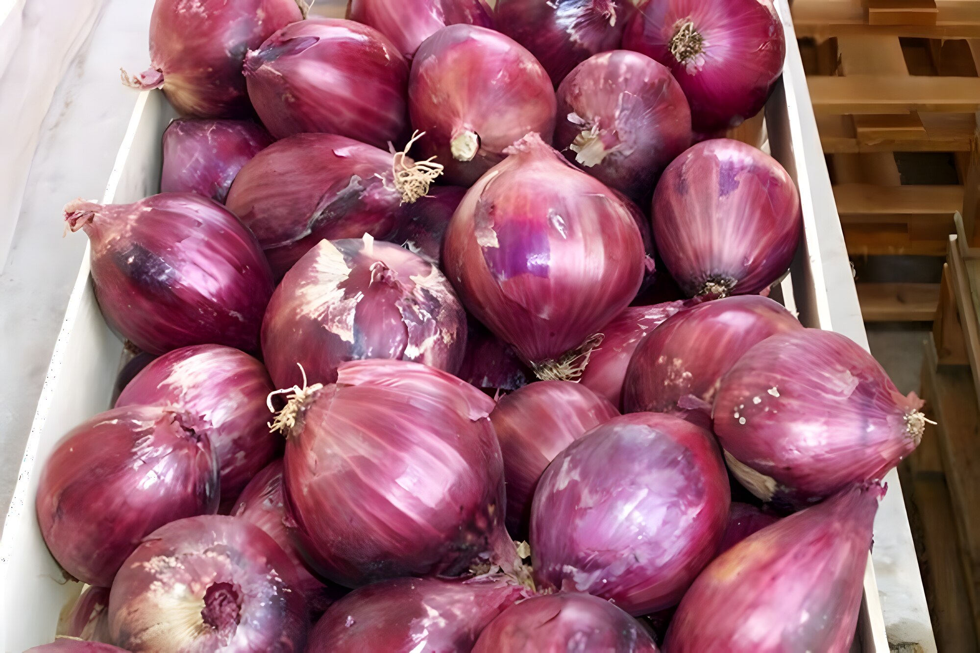 Crema di Cipolle