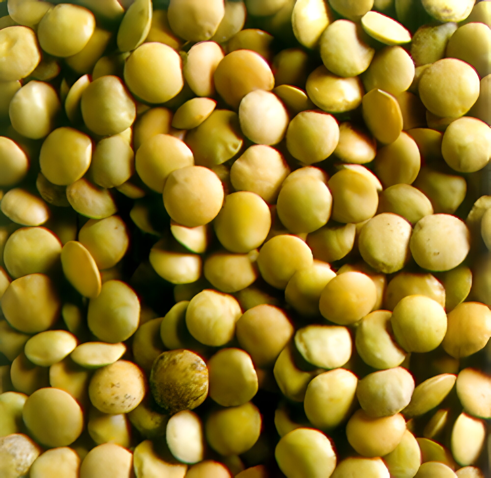 Polpettone di Lenticchie