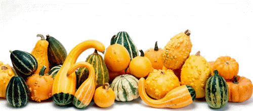 Zucca in Agrodolce